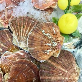 Coquilles Saint Jacques