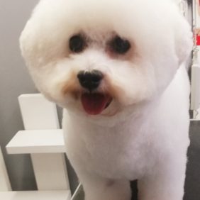 Bichon frisé 