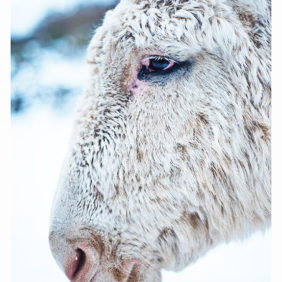 "L'âne blanc"