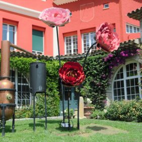 Roses géantes pour la parfumerie Molinard de Grasse