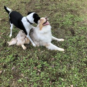 Récréadogs: 2 chiens sont venus s'amuser ensemble !