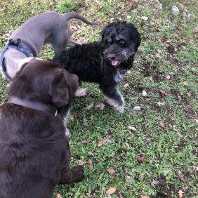 Récréadogs! séance qui s'organise avant pour rassembler des chiens compatibles entre eux..