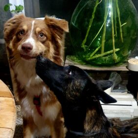 Patoune Canine Patoune Canine