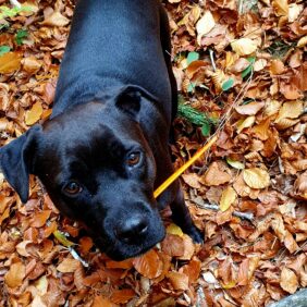 Patoune Canine Patoune Canine